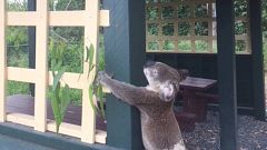 Foto des toten Koala
