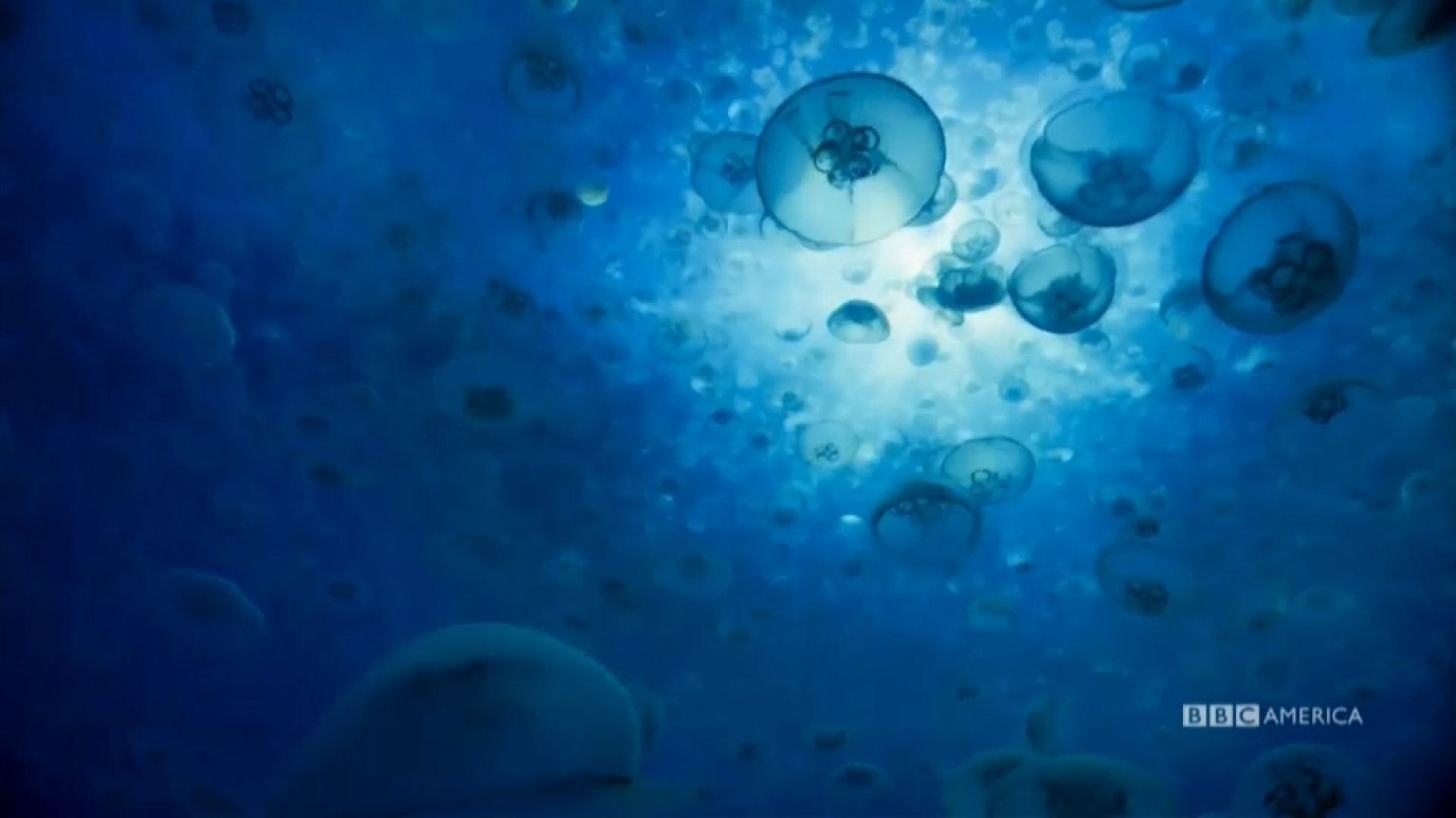 "Blue Planet II" ce la farà a conquistare l'America?