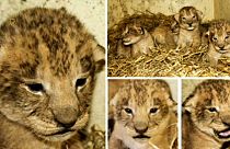 Three of the Zoo's cubs who all were put to death in 2012