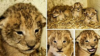 Three of the Zoo's cubs who all were put to death in 2012