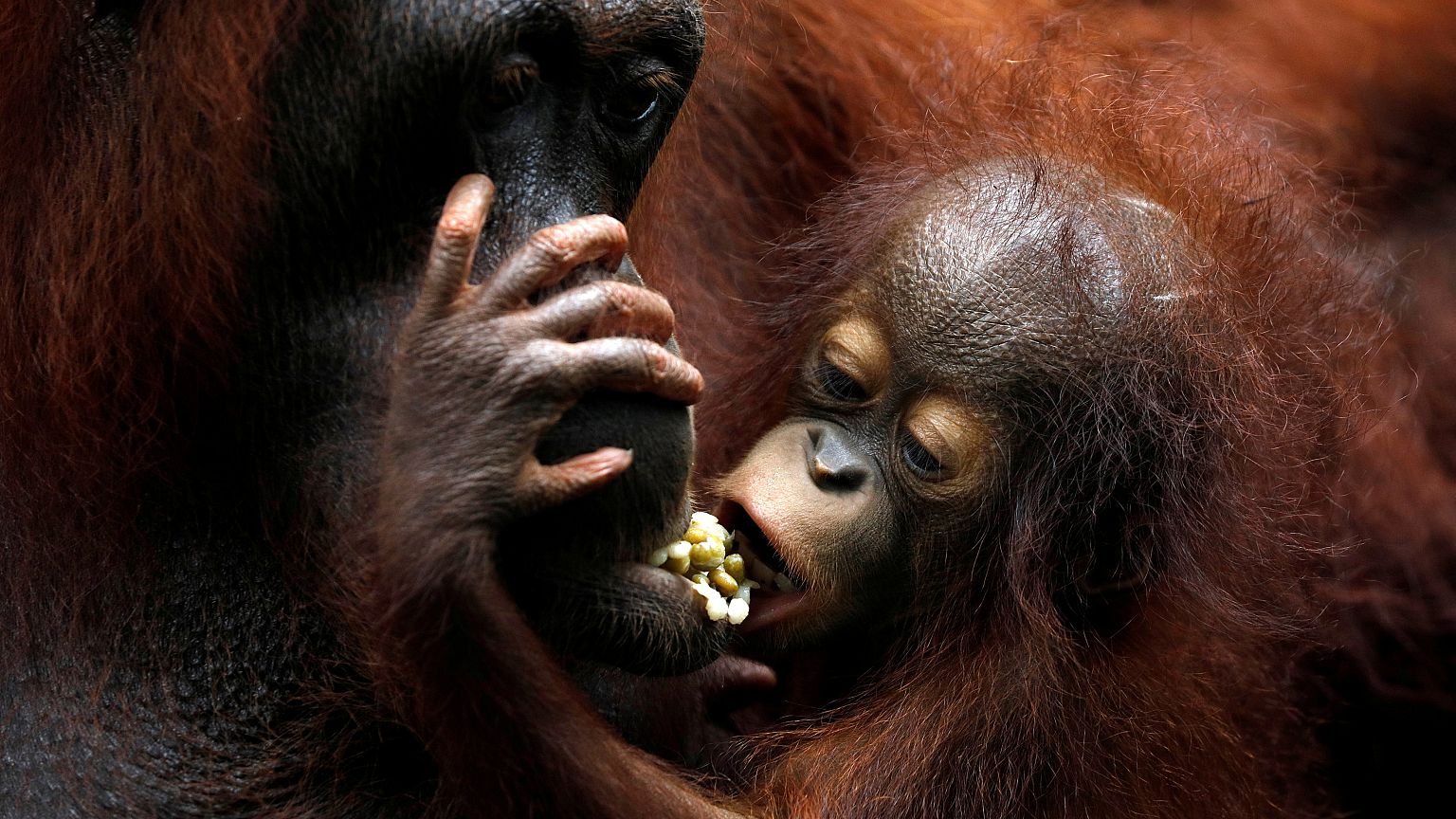 Zuchterfolge im Singapurer Zoo