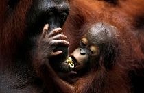 Zuchterfolge im Singapurer Zoo