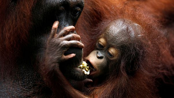 Zuchterfolge im Singapurer Zoo Zuchterfolge im Singapurer Zoo