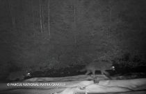 Watch: rare footage of wolves captured on camera in Romania