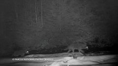Watch: rare footage of wolves captured on camera in Romania