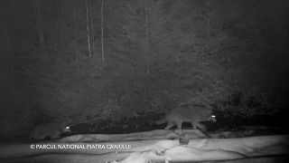 Watch: rare footage of wolves captured on camera in Romania