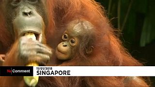 Детёныши зоопарка в Сингапуре