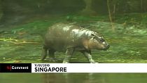 Singapour au secours des espèces en danger