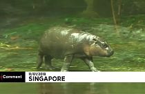 Singapour au secours des espèces en danger