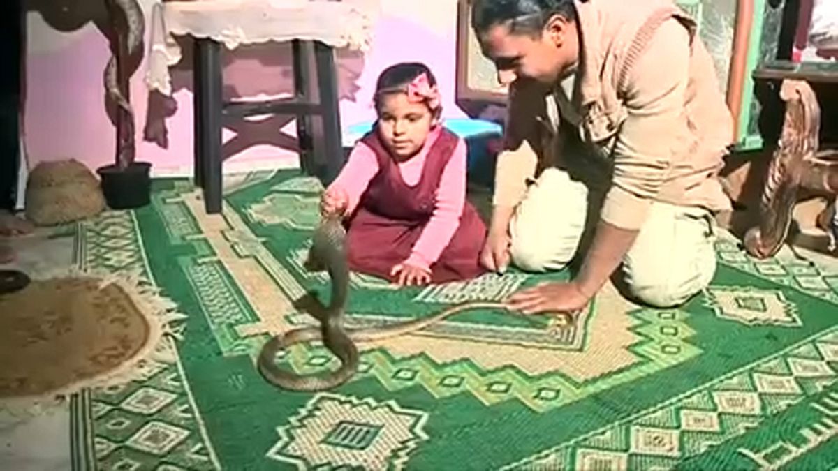 "تايسون" المصري يصطاد الثعابين السامة والتماسيح الصغيرة وابنته الطفلة تروضهم 
