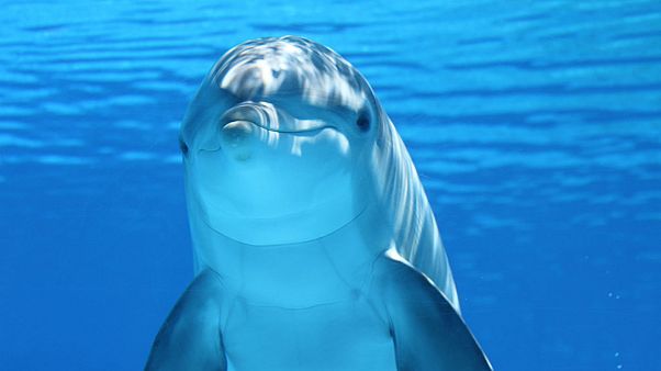 دلفین پوزهبطری دلفین پوزهبطری