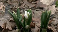 Frühling in der Ukraine