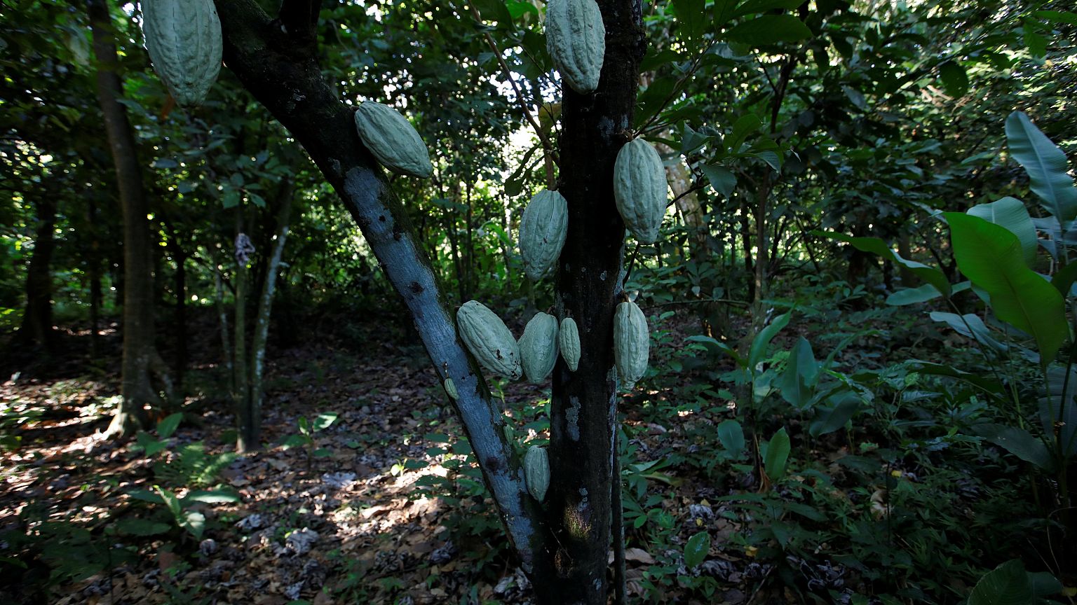 علماء يحذرون من انقراض الشوكولاتة خلال 30 عاماً