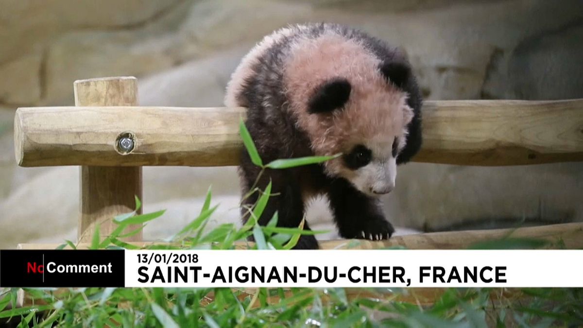 Юань Мэн - первая панда, родившаяся во Франции