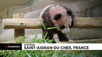 Юань Мэн - первая панда, родившаяся во Франции