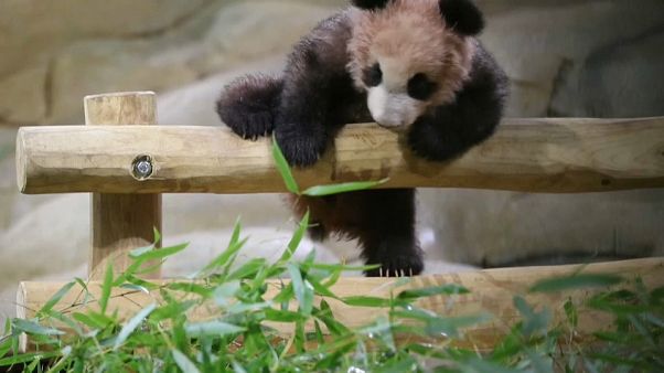 Panda-Baby in Pariser Zoo zeigt sich erstmals der Öffentlichkeit Panda-Baby in Pariser Zoo zeigt sich erstmals der Öffentlichkeit