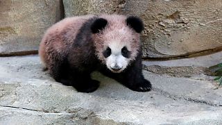 France’s first panda makes public debut