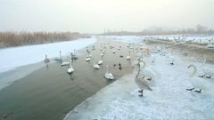 Parque no Norte da China ajuda aves migratórias a sobreviver no gelo 