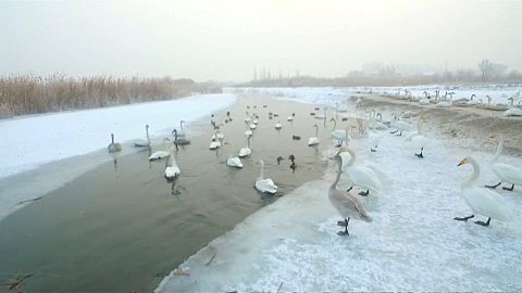 Parque no Norte da China ajuda aves migratórias a sobreviver no gelo 