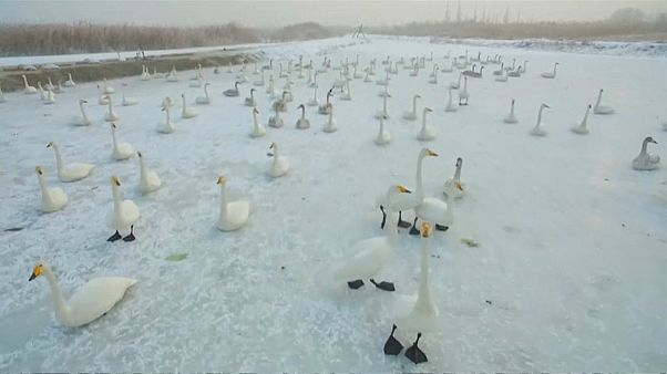 Гуманитарная помощь перелётным птицам Гуманитарная помощь перелётным птицам