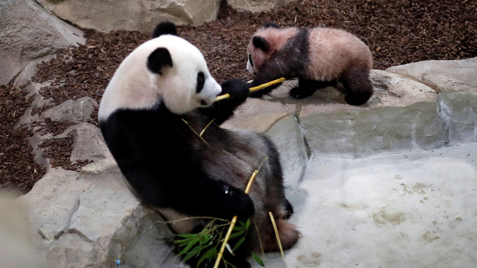 Bébé panda fait ses premiers pas en public