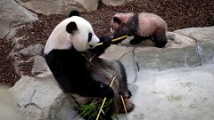 Bébé panda fait ses premiers pas en public