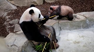 Bébé panda fait ses premiers pas en public