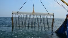 La pesca eléctrica de arrastre ¿Innovación o crimen ecológico?