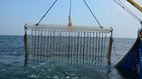 La pesca eléctrica de arrastre ¿Innovación o crimen ecológico? La pesca eléctrica de arrastre ¿Innovación o crimen ecológico?