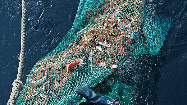 EU Parliament to vote on future of controversial ‘electric pulse fishing’ EU Parliament to vote on future of controversial ‘electric pulse fishing’