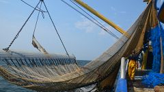La UE vota sul futuro della controversa "pesca elettrica"