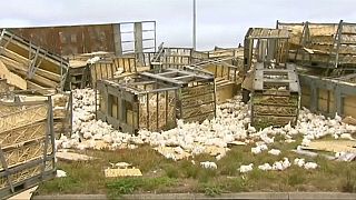 Australien: LKW stürzt mit Tausenden Hühnern an Bord um