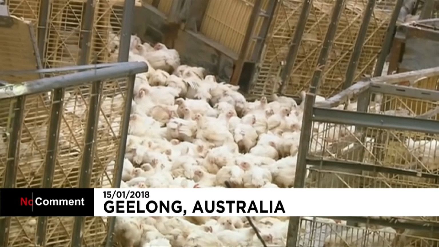 "Chicken Run" à l'australienne