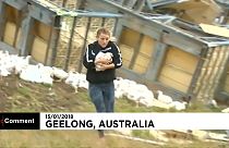 Camião com centenas de galinhas despista-se na Austrália