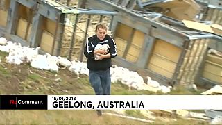 Camião com centenas de galinhas despista-se na Austrália