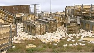 Csirkék ezrei szabadultak egy balesetben Ausztráliában