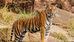Tierschützer retten Zootiere aus Syrien