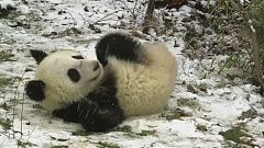 Panda im Schnee