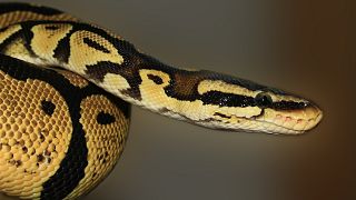 Ein Albtraum: Mann findet 1,5 Meter lange Python im Klo