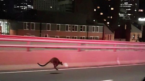 Sorgte für ein Verkehrschaos: Ein kleines Känguru in Sydney Sorgte für ein Verkehrschaos: Ein kleines Känguru in Sydney
