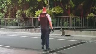 Police chase wallaby across Sydney Harbour Bridge