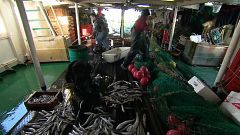 Strasburgo dice no alla pesca elettrica, le reazioni della Ong Bloom 