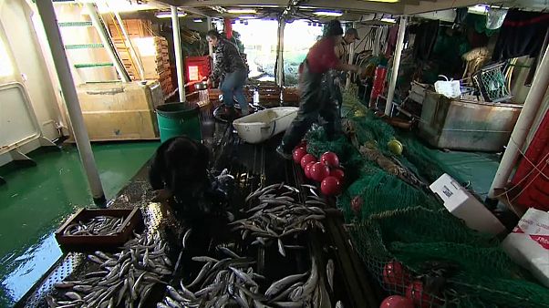 Strasburgo dice no alla pesca elettrica, le reazioni della Ong Bloom Strasburgo dice no alla pesca elettrica, le reazioni della Ong Bloom