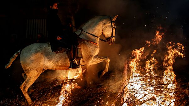 Las Luminarias, un festival dénoncé par les défenseurs des animaux Las Luminarias, un festival dénoncé par les défenseurs des animaux