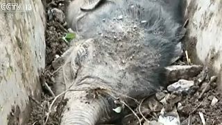 إنقاذ فیل صغیر عالق في قناة للتصریف جنوب الصین