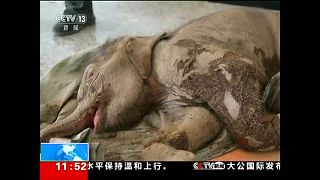 В Китае спасли слоненка