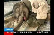 Κίνα: Διάσωση μωρού ελέφαντα από χαντάκι