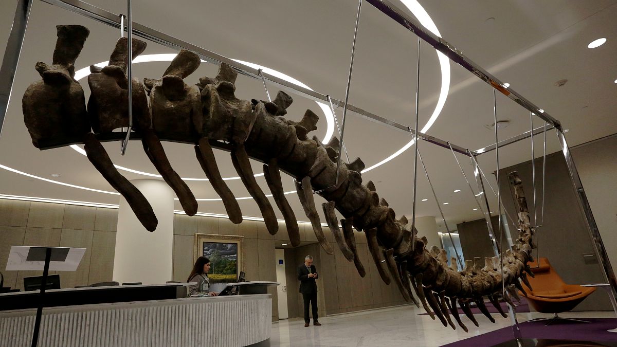 ذيل ديناصور منقرض عثر عليه في المغرب والمطروح للبيع في مزاد بالمكسيك معروض 