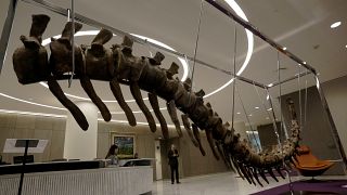 ذيل ديناصور منقرض عثر عليه في المغرب والمطروح للبيع في مزاد بالمكسيك معروض