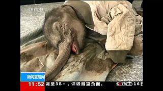 Még veszélyben a kimentett elefántkölyök élete